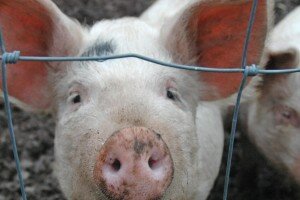 В РТ выявлен случай африканской чумы у свиньи